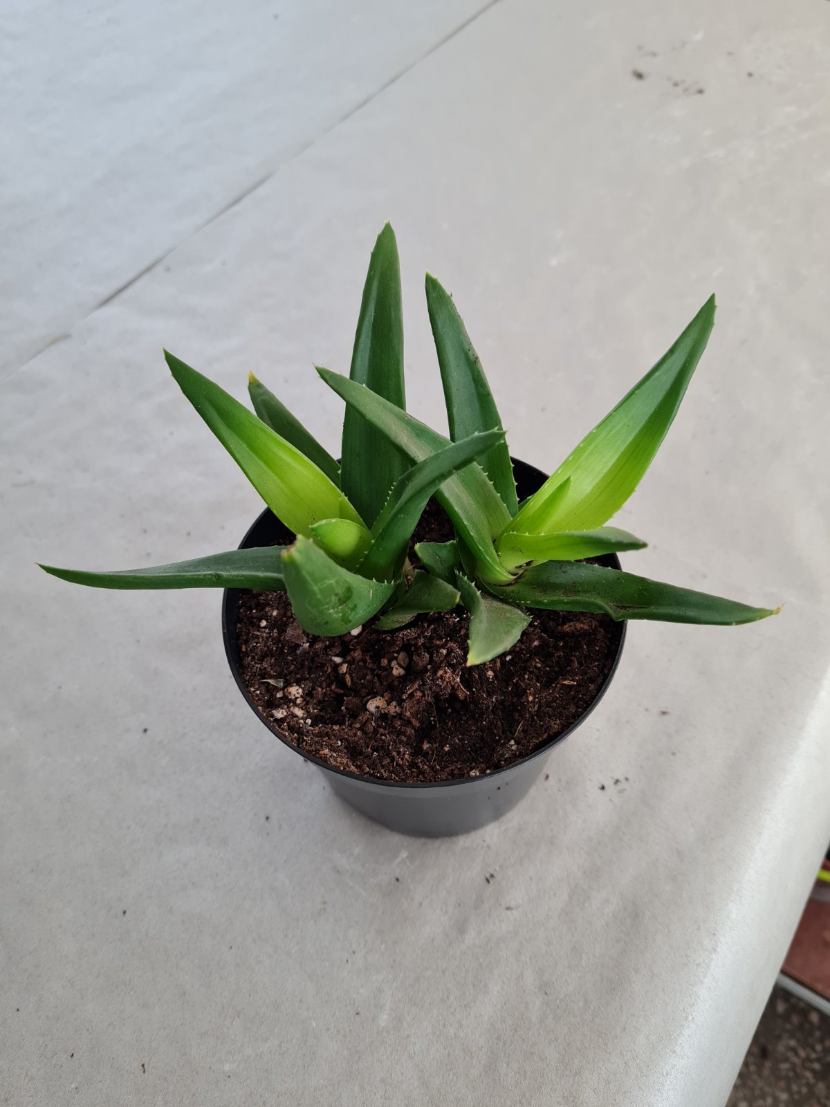 Хавортия в ботсаду ДНУ.