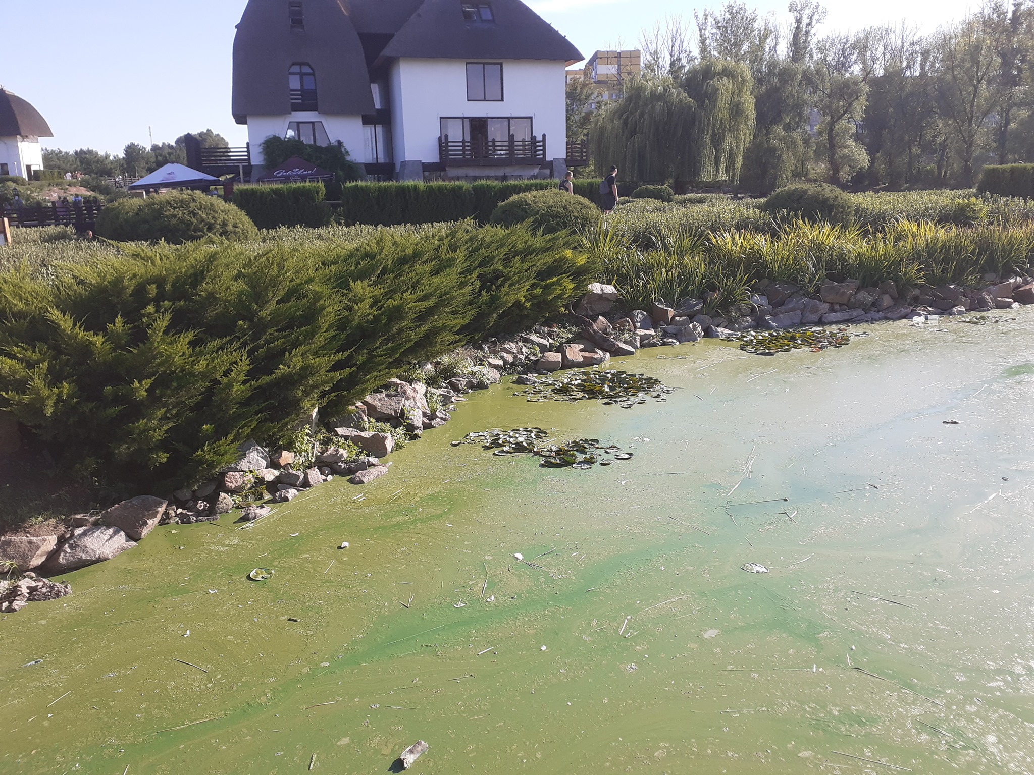 Цветение водоема/ фото: fb Вики Рой