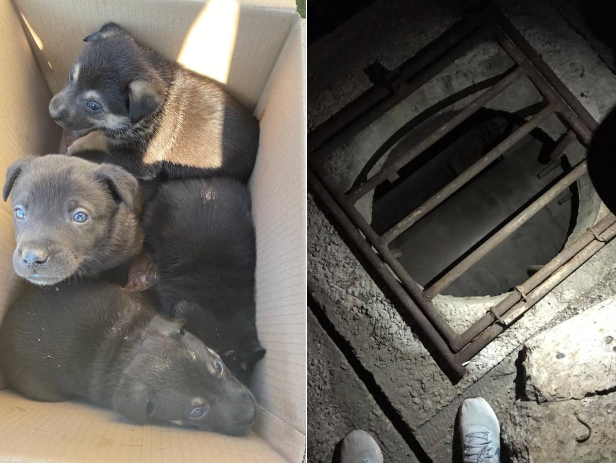 Щеночки, которые сидели в теплотрассе/ фото: fb Дарьи Медведевой