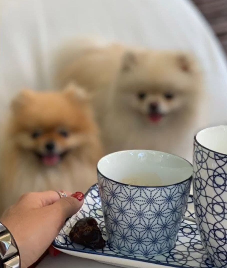 Девушка со шпицами в ресторане "ШоПоЧем".