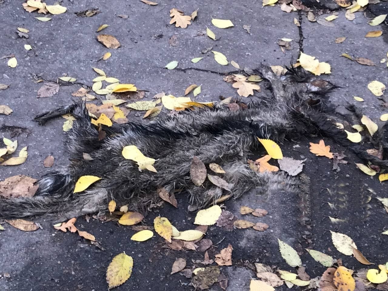 На правом берегу Днепра люди нашли шкуры, которые содрали с тел собак/ фото: НМ
