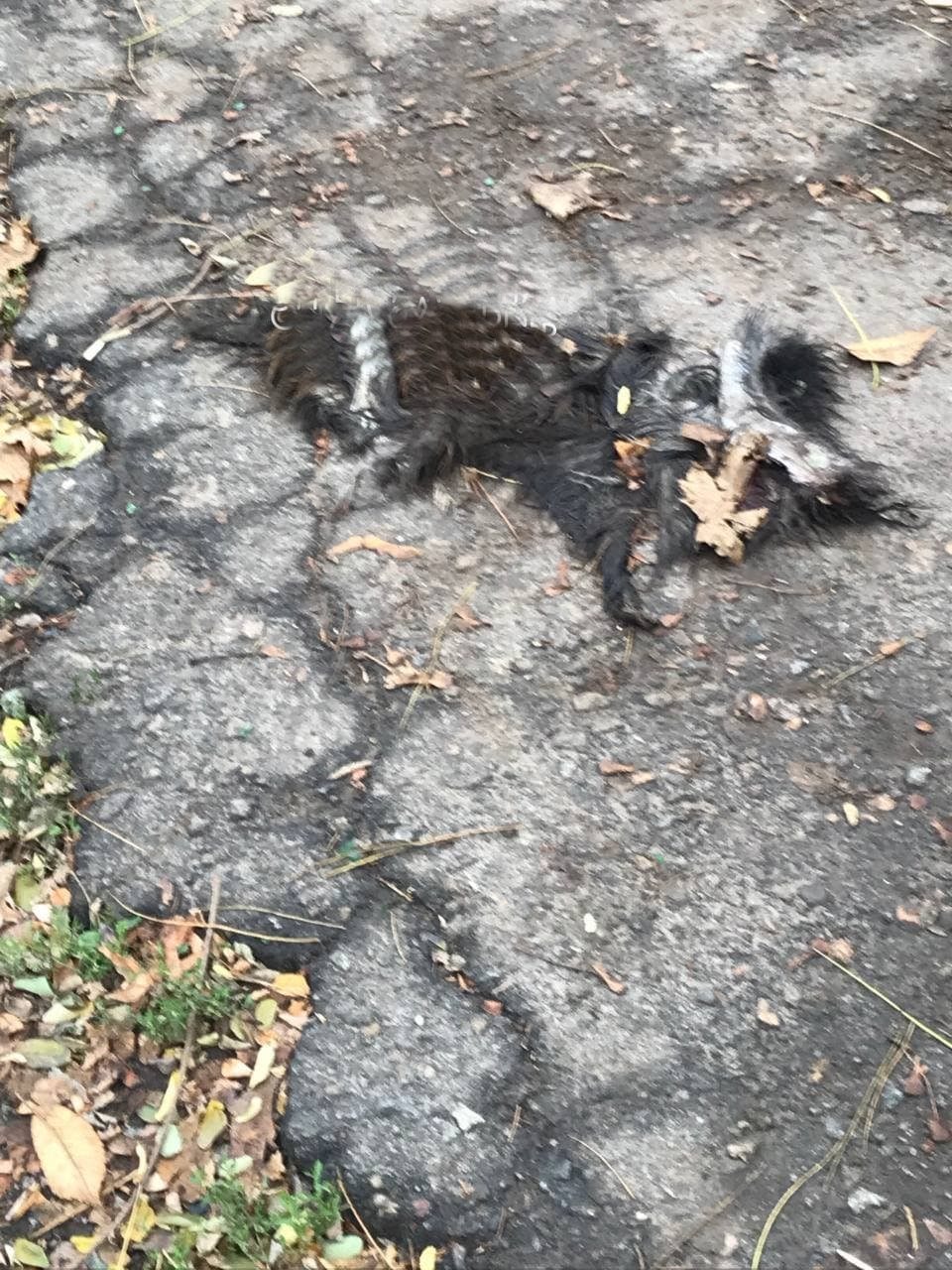 На правом берегу Днепра люди нашли шкуры, которые содрали с тел собак/ фото: НМ