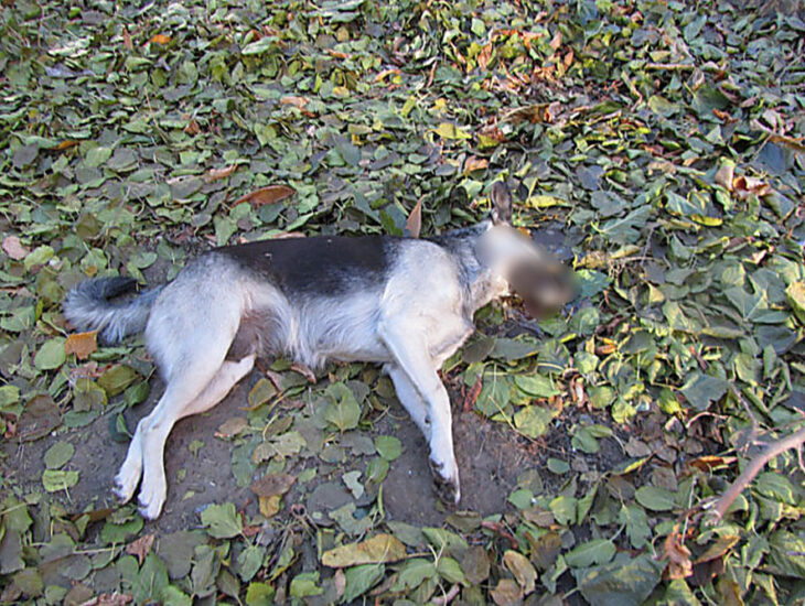В Днепре массово травят собак