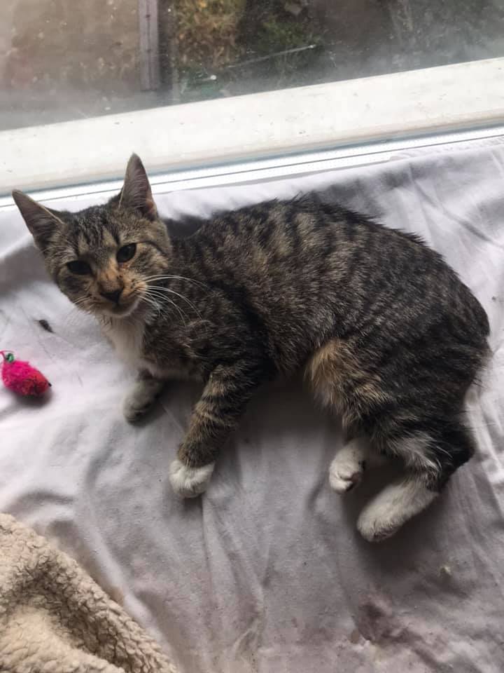 Выжившая кошечка / фото: fb Elen Lin