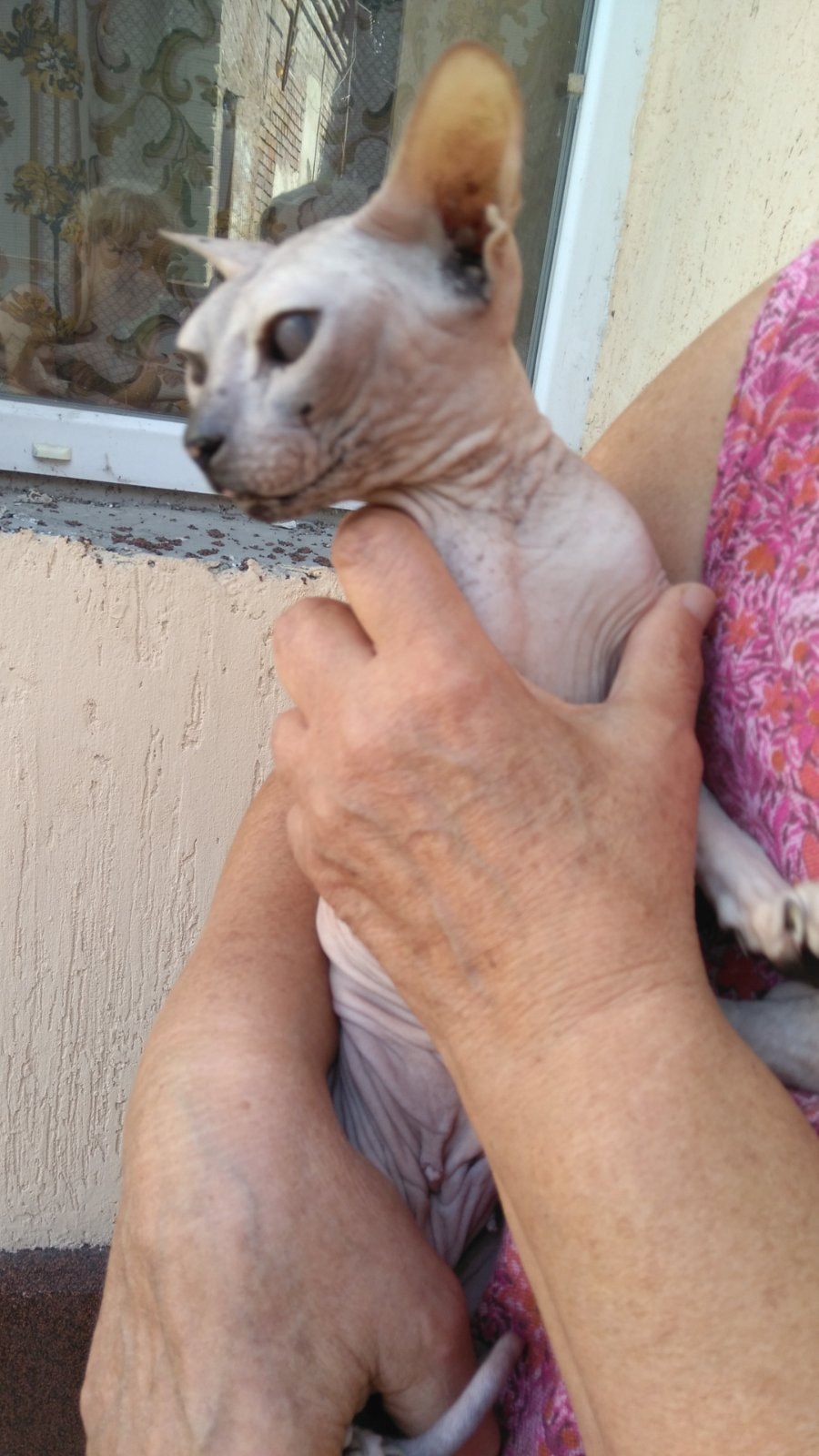 Хозяйка готова усыпить кошку / фото: fb Тася Фламинго