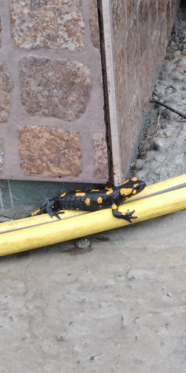 Огненная саламандра / фото: fb Ольга Комар