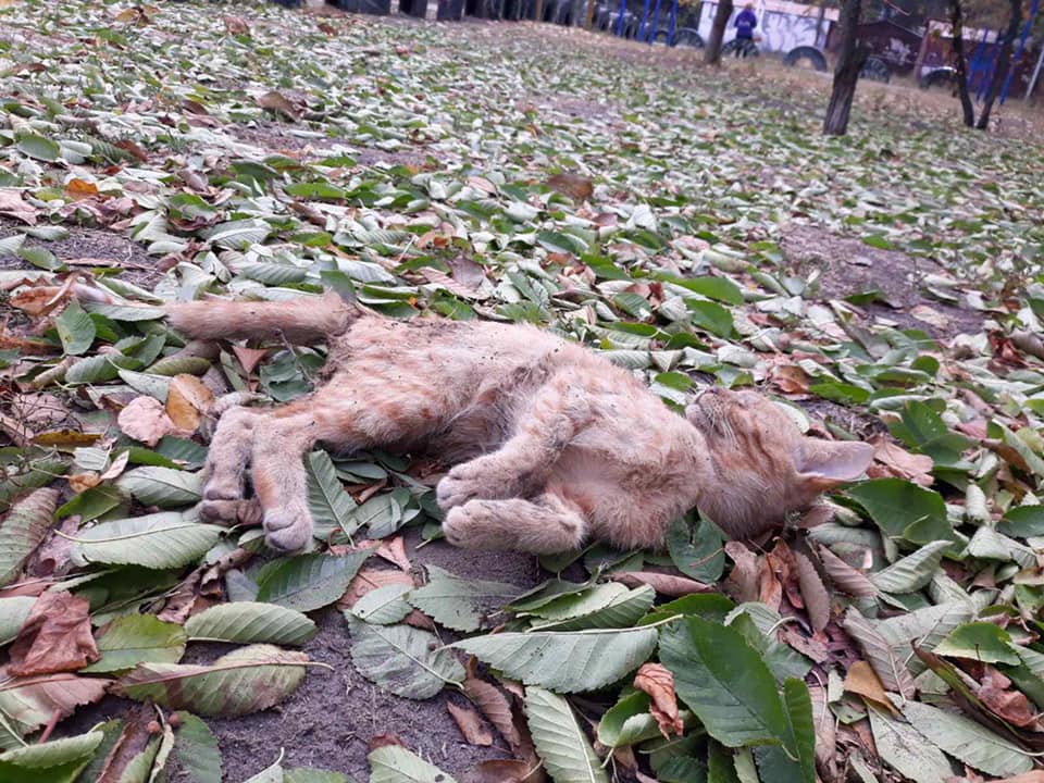 Котика жестоко убили / фото: fb Elen Lin