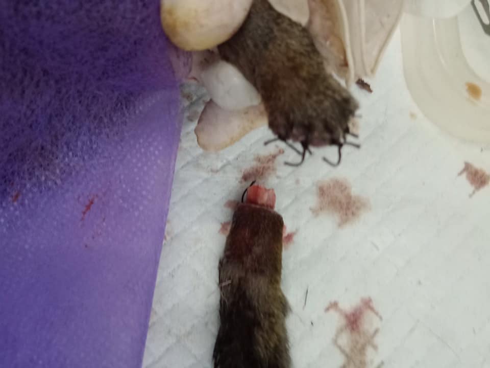 Кошке оторвали хвост / фото: fb Elen Lin