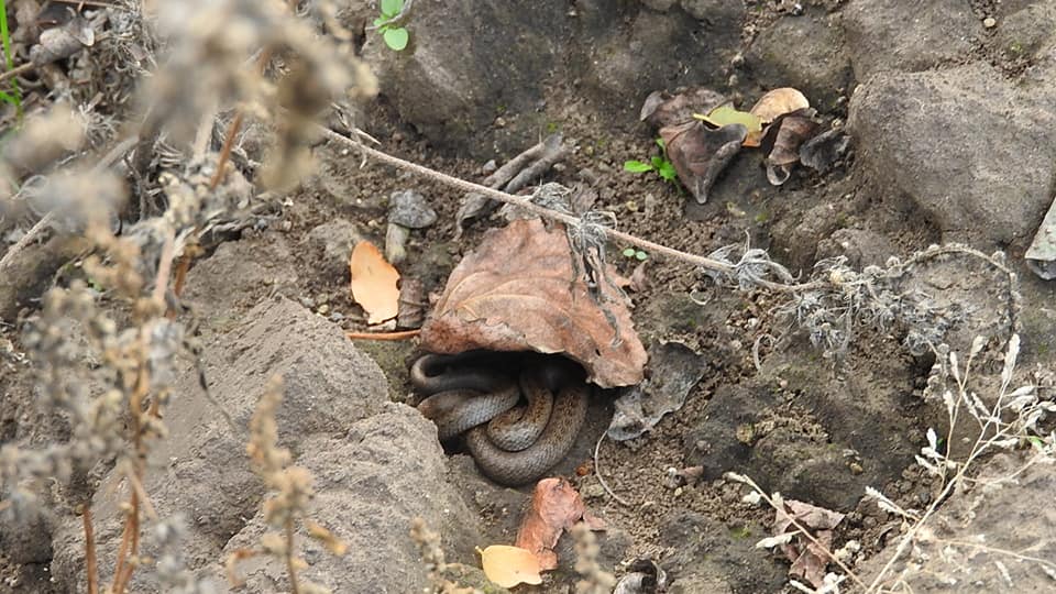 Змея выгревалась на солнышке, но потом спряталась  / фото: fb Мария Олейникова
