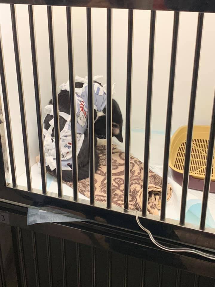 Малыш остался жив и идет на поправку / фото: fb Яна Чайка