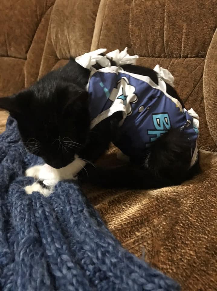Котику теперь предстоит реабилитация / фото: fb Яна Чайка