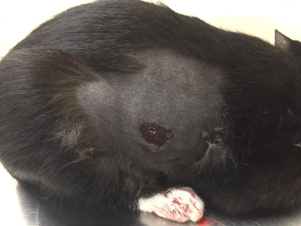 Пуля повердила несколько органов котика / фото: fb Яна Чайка