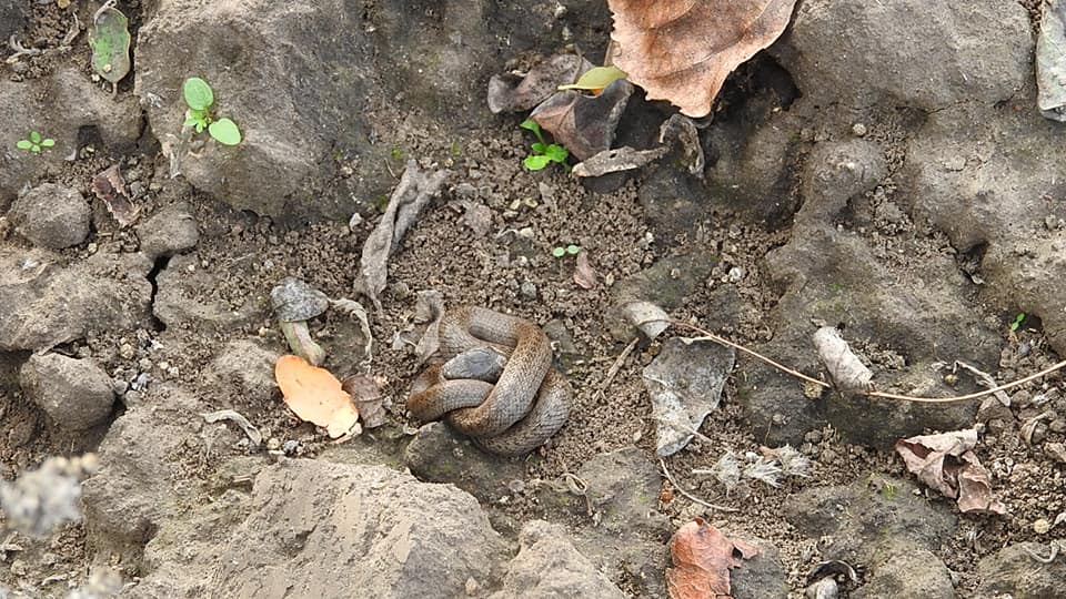 Малышка медянка  / фото: fb Мария Олейникова