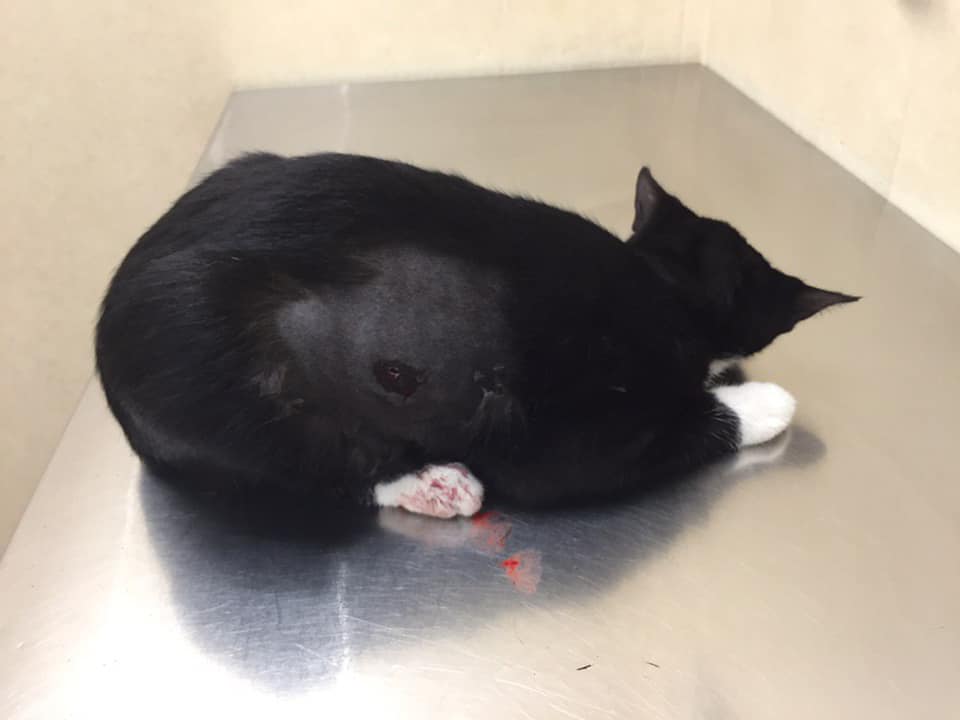 В кота выстрелили из пневматической винтовки / фото: fb Яна Чайка