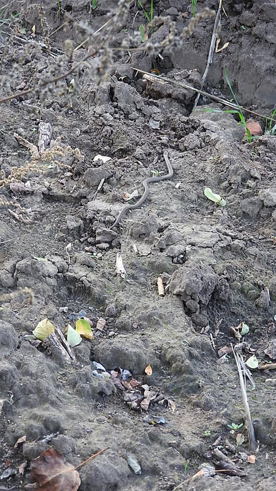 Змея еще совсем маленькая  / фото: fb Мария Олейникова