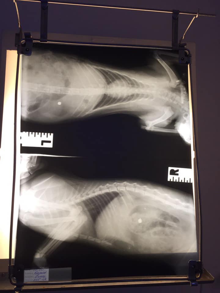 Рентген / фото: fb Яна Чайка