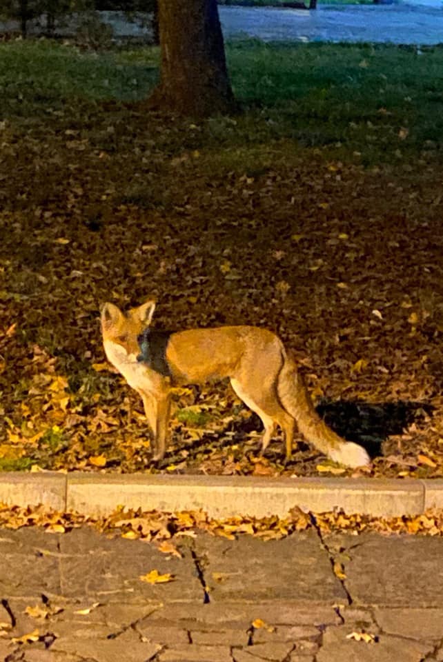 В парке Шевченко заметили лису / фото: fb Михаил Соколов