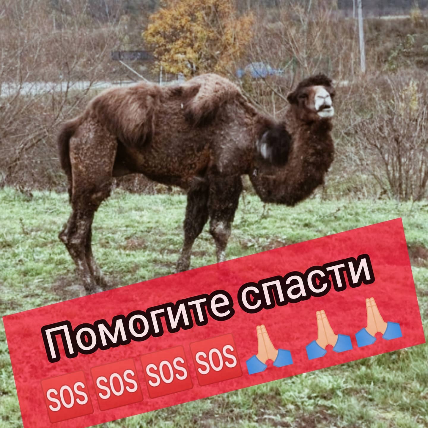 Волонтеры хотят спасти верблюда / фото: fb приют "Пегас"