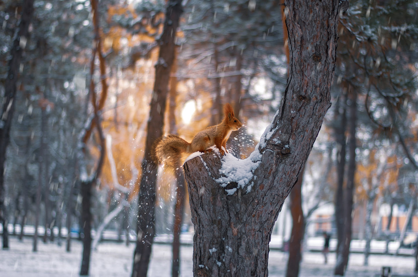 В парке Писаржевского сняли белок  / фото: fb Оксана Ермошенко