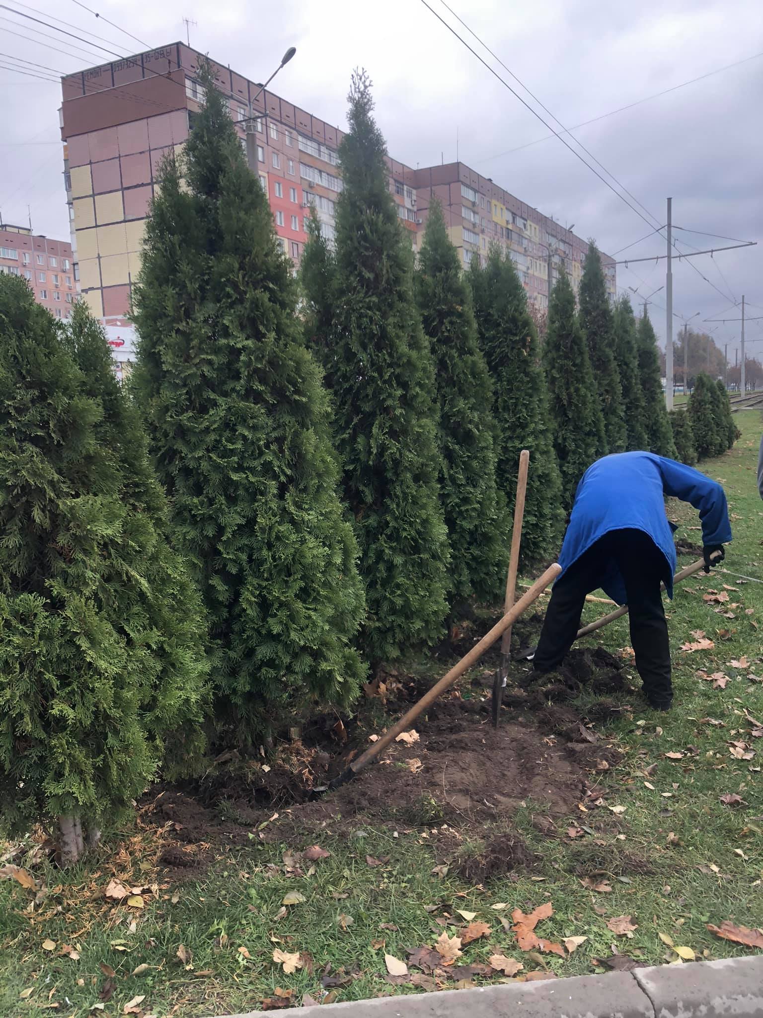 Их собираются пересадить на набережной / фото: fb Наталья Лавренова