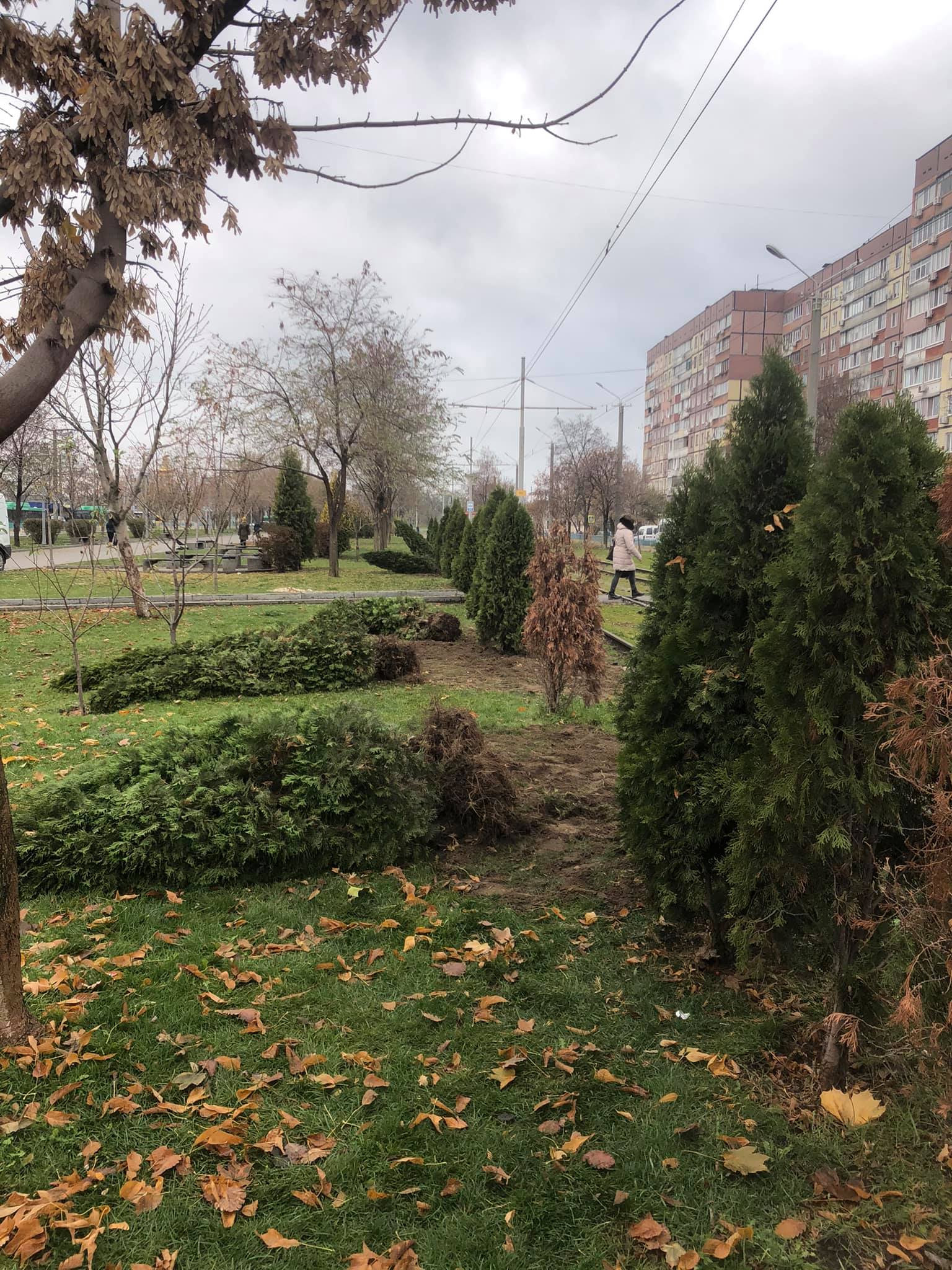 На Левобережном выкопали туи / фото: fb Наталья Лавренова