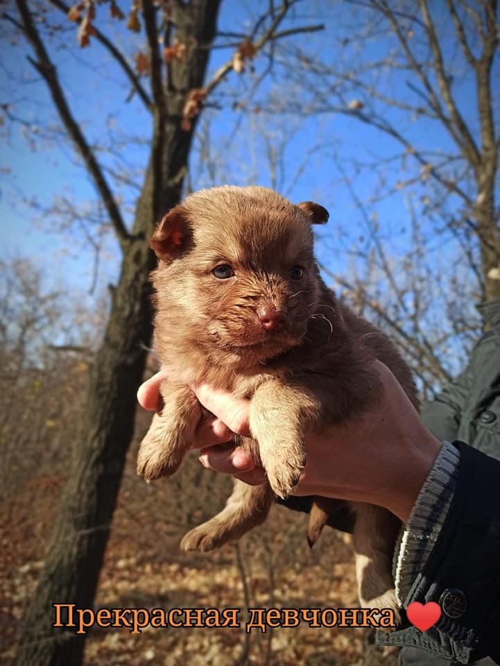 Карамелька / фото: fb ДНЕПР Дорога Домой. ROAD HOME