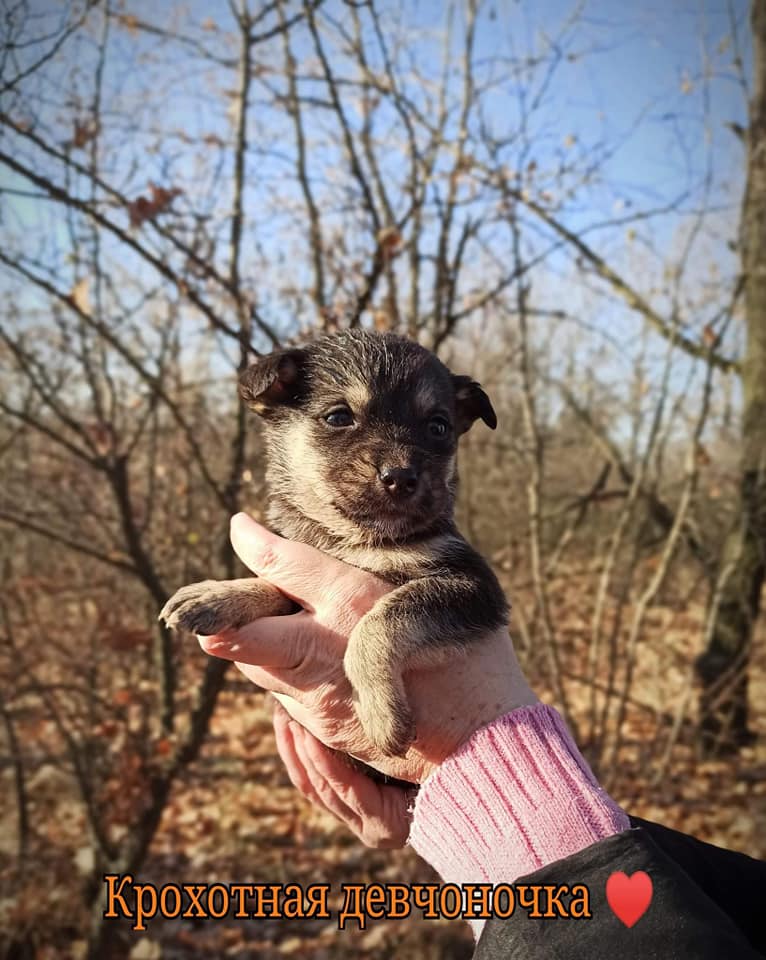 Совсем крошка / фото: fb ДНЕПР Дорога Домой. ROAD HOME