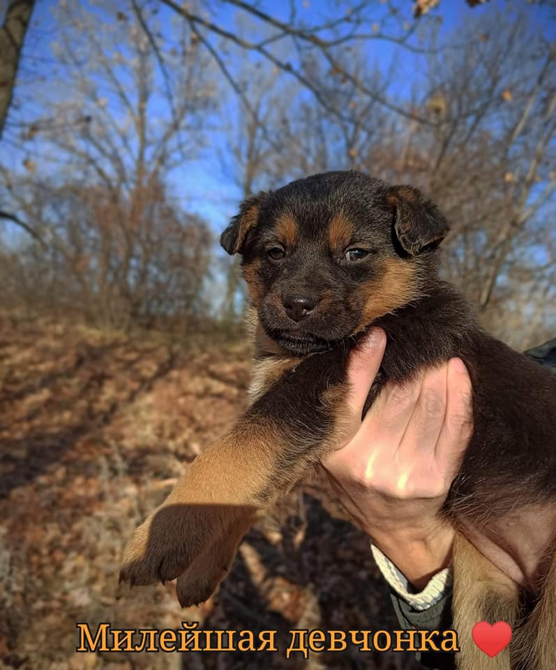 Милашка / фото: fb ДНЕПР Дорога Домой. ROAD HOME