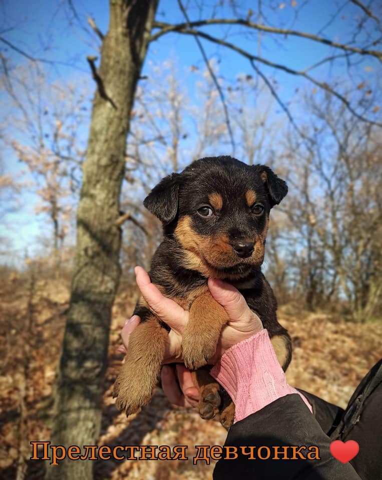 Маленькая лапочка / фото: fb ДНЕПР Дорога Домой. ROAD HOME