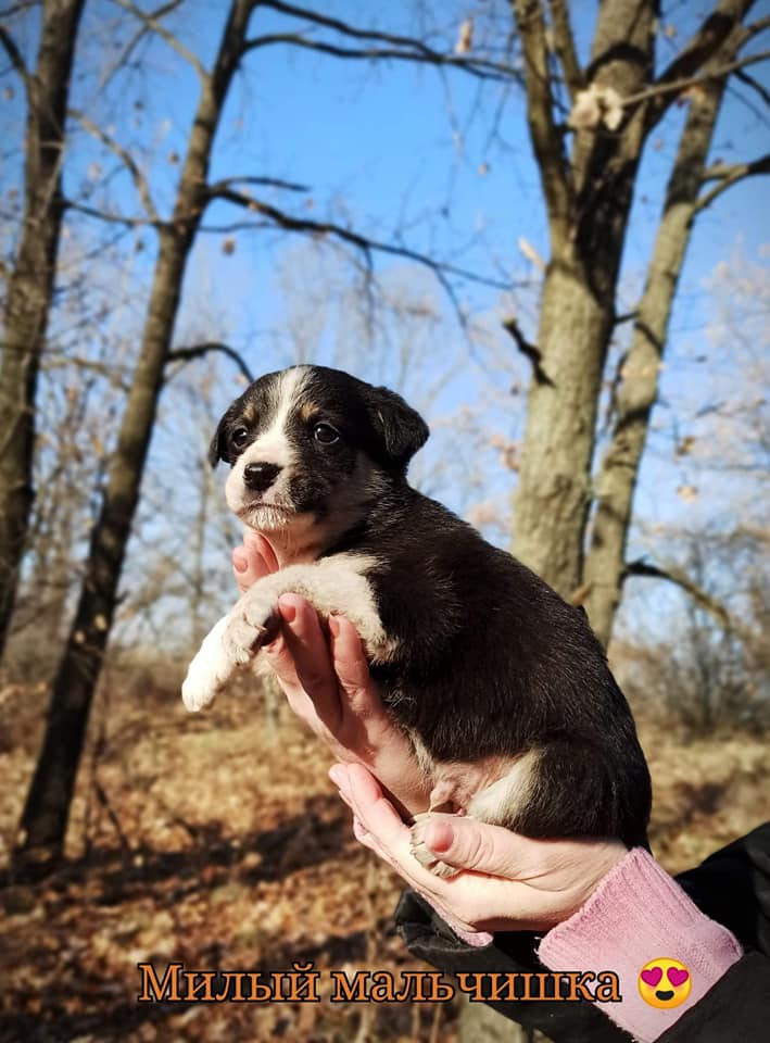 Щенят оставили без мамы / фото: fb ДНЕПР Дорога Домой. ROAD HOME