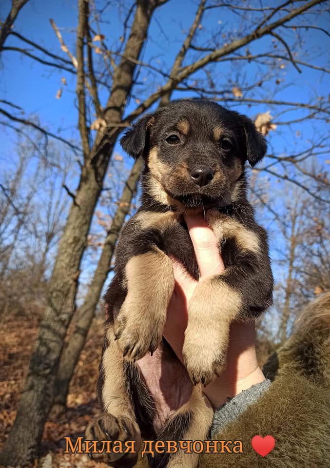 Прекрасная девочка / фото: fb ДНЕПР Дорога Домой. ROAD HOME