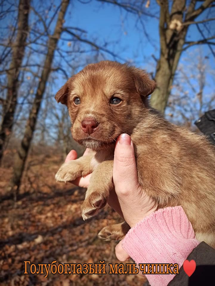Еще один карамельный красавчик / фото: fb ДНЕПР Дорога Домой. ROAD HOME