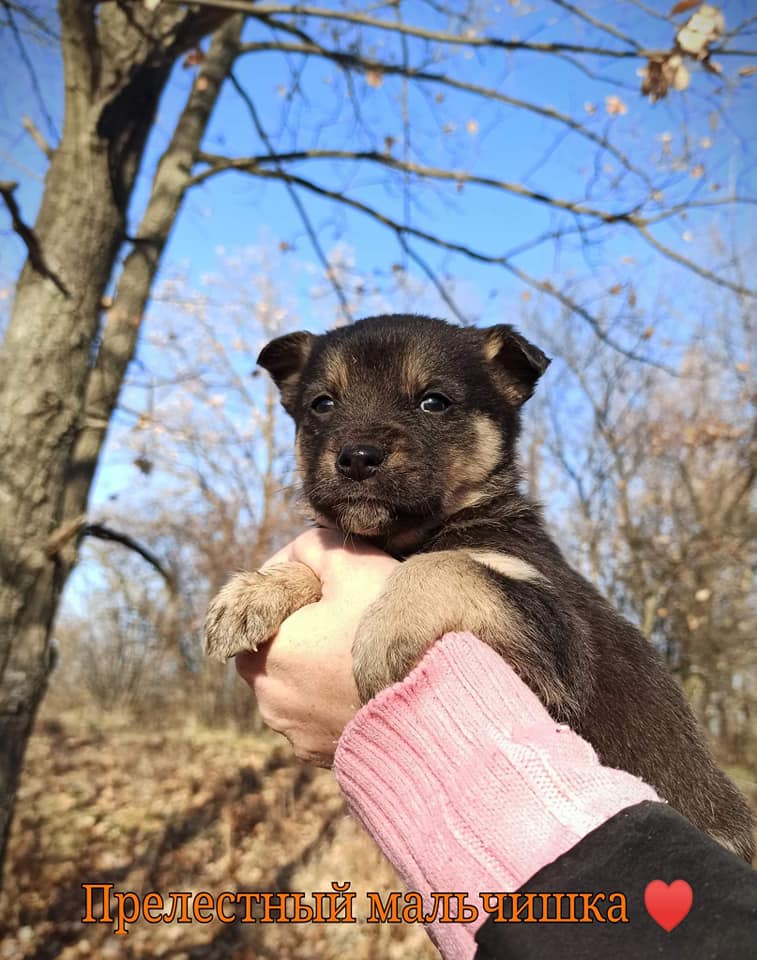 Малыш убдет отличным другом / фото: fb ДНЕПР Дорога Домой. ROAD HOME
