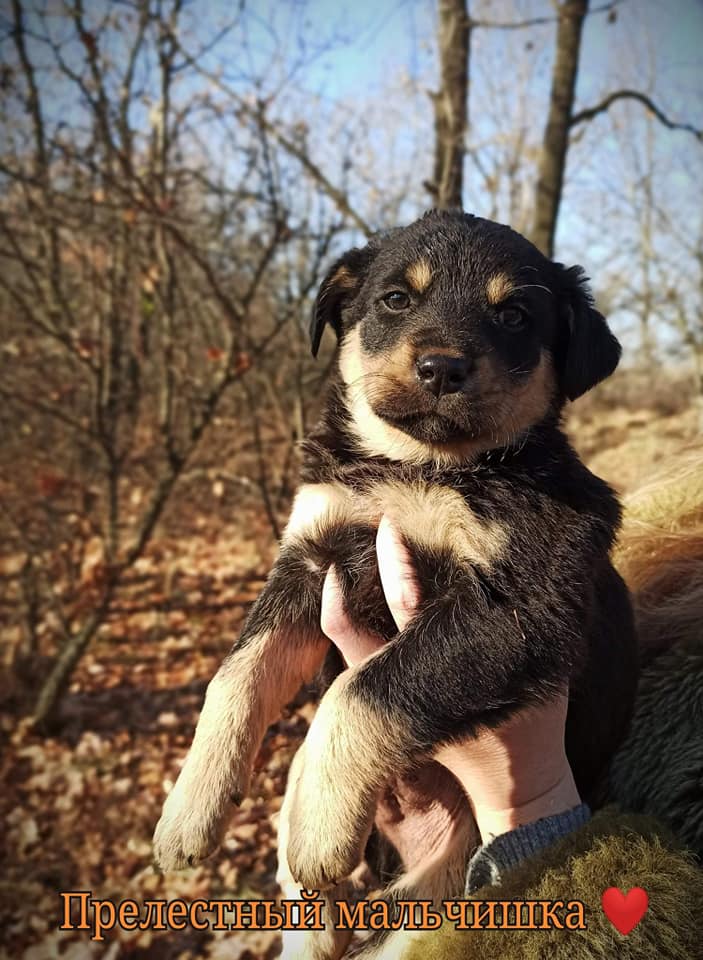Красавчик / фото: fb ДНЕПР Дорога Домой. ROAD HOME