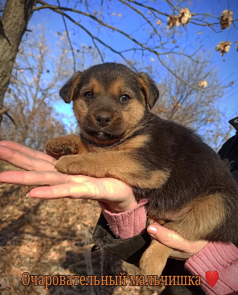 Малышей нашли в посадке / фото: fb ДНЕПР Дорога Домой. ROAD HOME