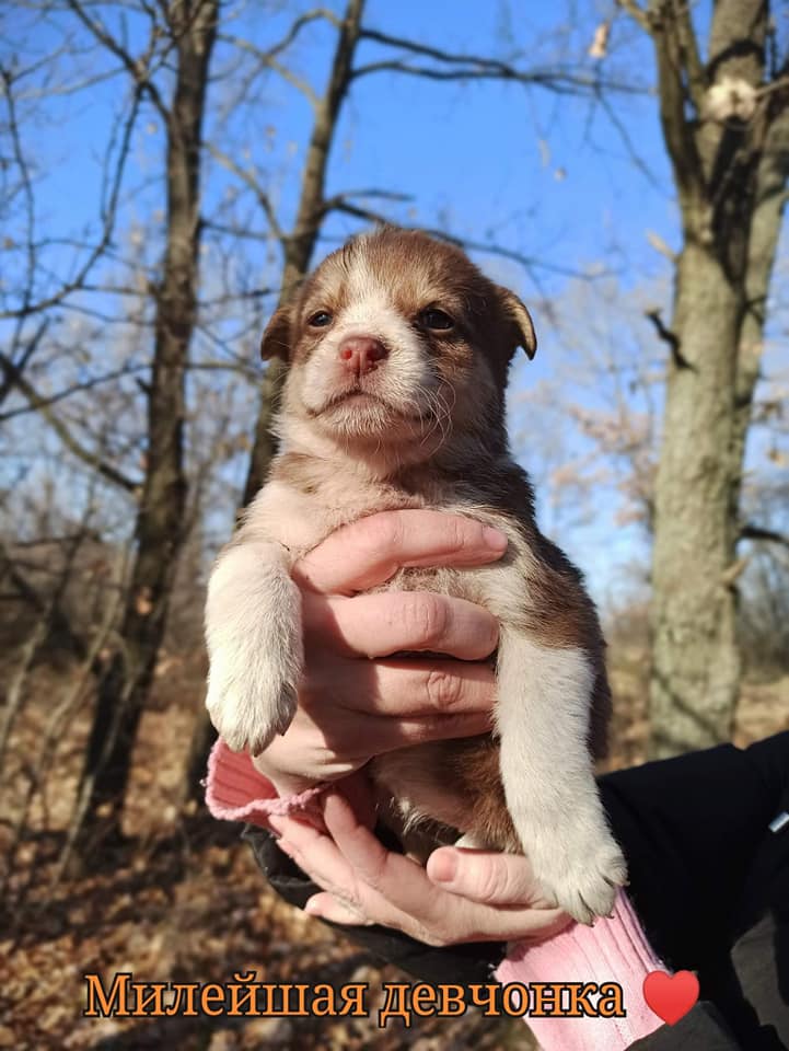 Красотка / фото: fb ДНЕПР Дорога Домой. ROAD HOME