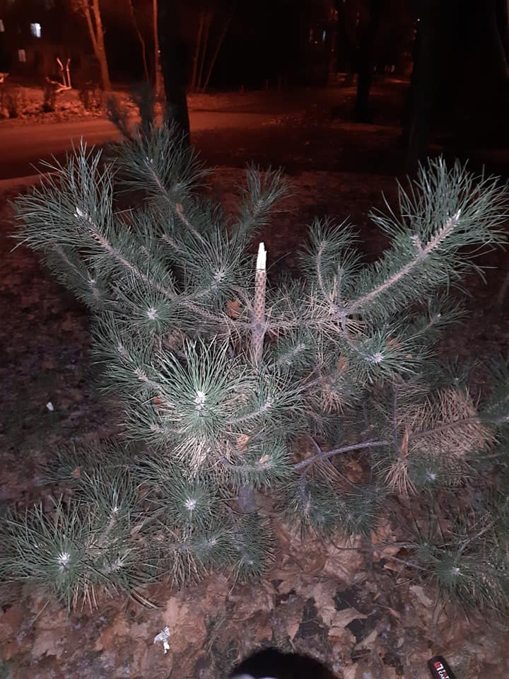 На Тополе изуродовали деревья / фото: fb Оксана Петровская