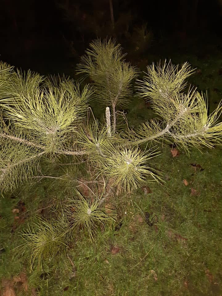 Деревья посадили местные жители / фото: fb Оксана Петровская