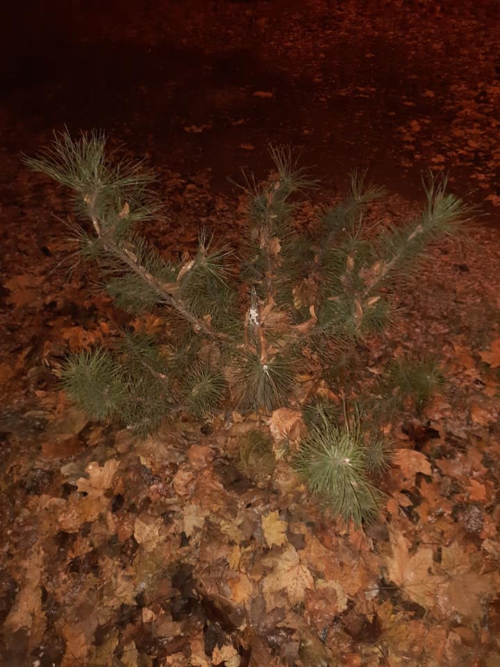 Днепряне думают, как им теперь сберечь деревья / фото: fb Оксана Петровская