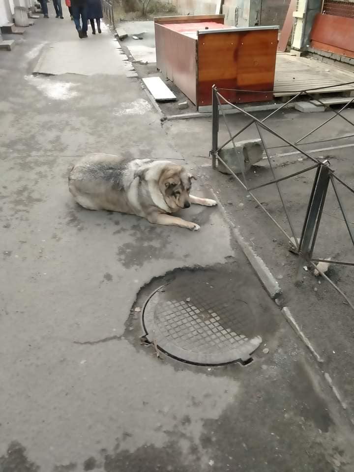 На рынке обитает очень пухлая собачка / фото: fb Днепруха