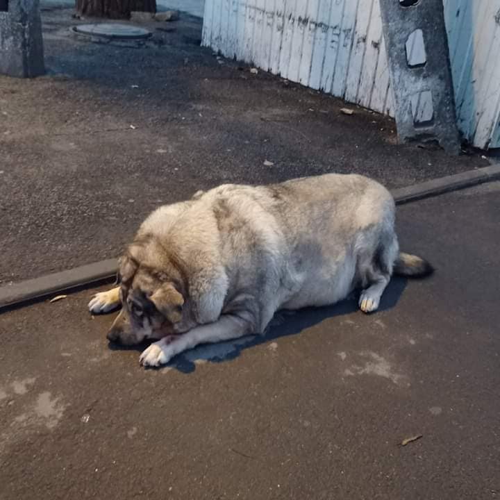 Видимо, у малышки произошел гормональный сбой / фото: fb Днепруха