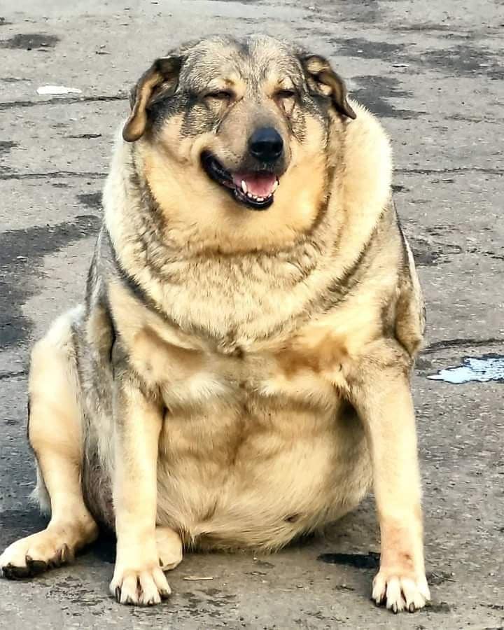 Пухленькая волчица / фото: fb Днепруха