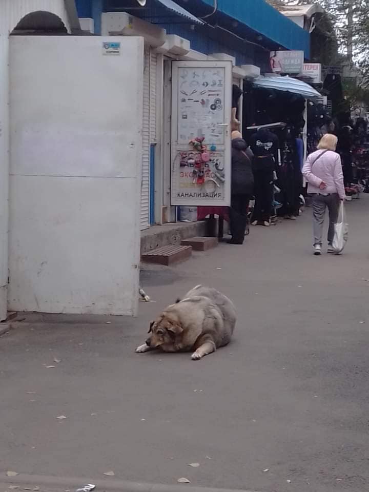 Сейчас ей нашли дом / фото: fb Днепруха