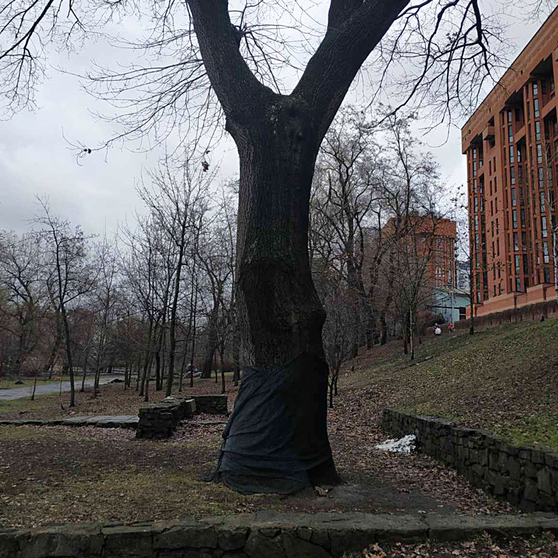 В Днепре спасают дуб Глобы / фото: fb департамент парков и рекреаций