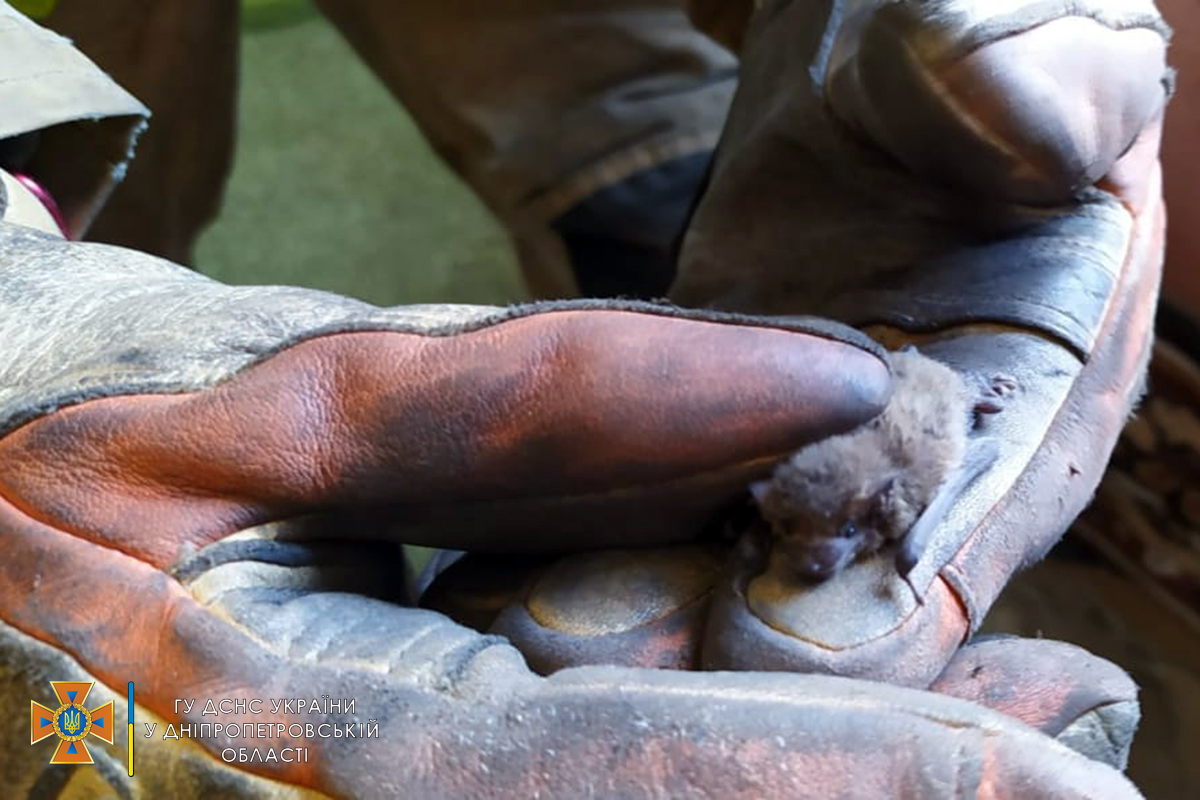 Летучих мышей сложили в коробки  - фото: ГСЧС