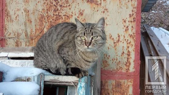 Некоторых котиков удалось спасти / фото: Первый Городской