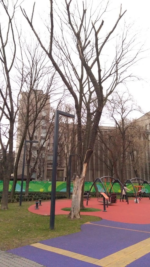 Сухие деревья - фото: fb Mykhailo Dubas