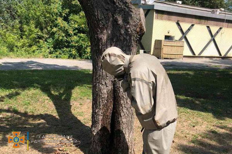 Спасатели ликвидировали рой / фото : ГСЧС