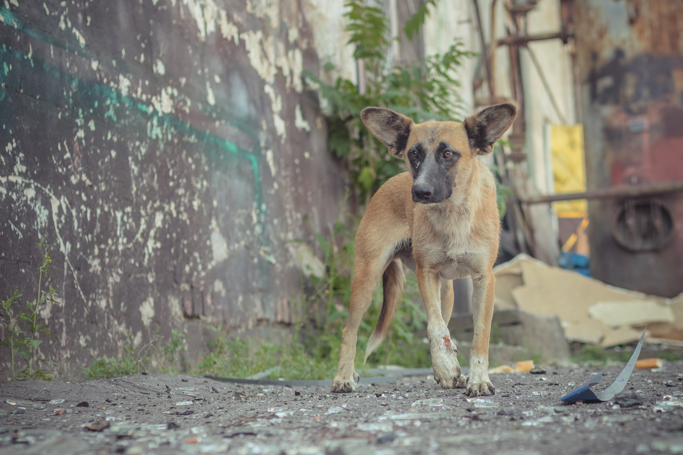 З-під завалів врятували собаку Глашу - || фото: adm.dp.gov.ua