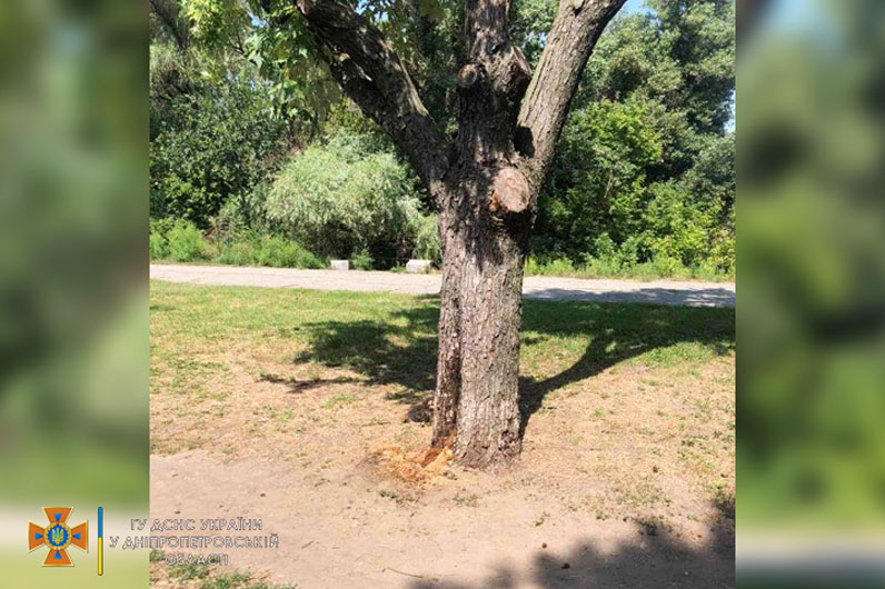 В дереве поселились шершни / фото : ГСЧС